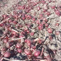 پیاز بنابی خوشرنگ اطراف حمیل