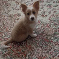 سگ باهوش و قشنگ