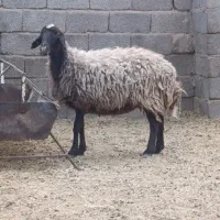 میش افشاری 16ملیون و 500فروش فوری