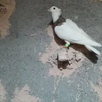 کفترا همه گرفتی|پرنده|سبزوار, باهنر|دیوار