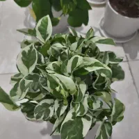 گل و گیاه آپارتمانی|گل و گیاه طبیعی|ری, هاشم‌آباد|دیوار