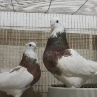 کبوتر طوقی اصیل|پرنده|بندر گناوه, |دیوار