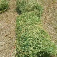 یونجه