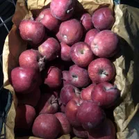 نگهبان سردخانه