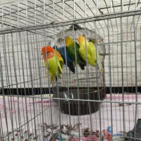 طوطی لاو برد|پرنده|چرام, |دیوار