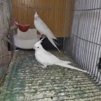 عروس هلندی بهمراه جوجه|پرنده|خمینیشهر, |دیوار