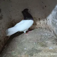 تعدادی کبوتر،یکجا،تکی،جفتی