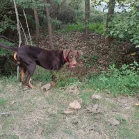 سگ دوبرمن|سگ|لنگرود, |دیوار