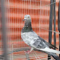 کبوتر دورگ|پرنده|خرمشهر, |دیوار