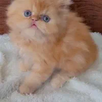 واگذاری بچه گربه پرشین|گربه|ری, علایین|دیوار