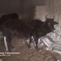 گاوه فروشی|حیوانات مزرعه|زیرکوه, |دیوار