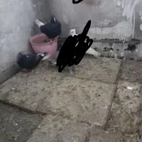 کفتر مفت|پرنده|مشهد, شهرک بهارستان|دیوار
