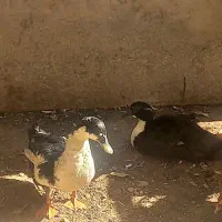 اردو نر و ماده|حیوانات مزرعه|دره شهر, |دیوار