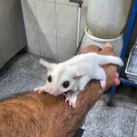 همستر پرنده
