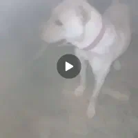 واگذاری سگ نگهبان