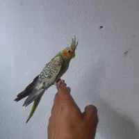 جوجه عروس هلندی دونخور ..طوطی گرینچیک|پرنده|قشم, |دیوار