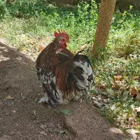 خروس کوشین