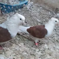 یه جفت دوبالی