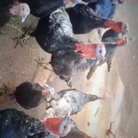 بوقلمون نژاد اصل سیاه ودو عدد اوردک|حیوانات مزرعه|مرند, |دیوار