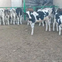 13 راس گوساله نر گاو نر|حیوانات مزرعه|شیراز, بید زرد|دیوار