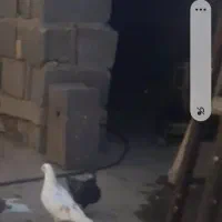 همشون خوش رنگ وپرشی