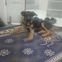 گمشده سگ جرمن در فاز پنج