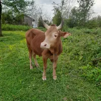 ورزا چالوسی گاو لیشه