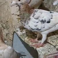 کوهی سرورماده