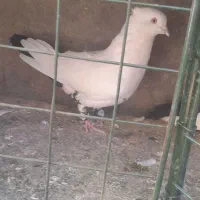 سینه دم سیاه عروسک|پرنده|فرخ‌شهر, |دیوار