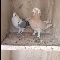 کفتر یا کبوتر پرشی|پرنده|قرچک, شهرک گلها|دیوار