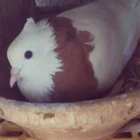 دوتا کبوترطوقی نر پرتقالی و زرد خال سیاه|پرنده|آبپخش, |دیوار