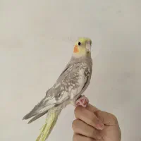 عروس هلندی دستی|پرنده|شاهین‌شهر, نبوت|دیوار