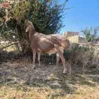 قوچ چینی جوان|حیوانات مزرعه|مروست, |دیوار