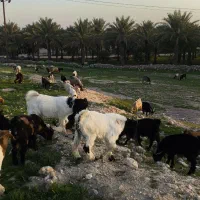 انواع بز|حیوانات مزرعه|بهبهان, |دیوار