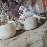 معاوضه چند جفت کله ای  با سگ قدرجونی یا زنبور|پرنده|سمیرم, |دیوار