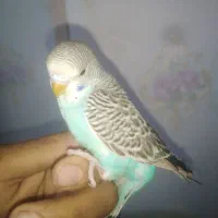 پرنده مرغ عشق|پرنده|گلبهار, شهر جدید گلبهار|دیوار