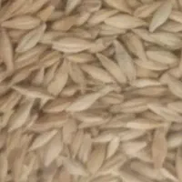 جو محلی دیم