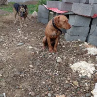 ژرمن و پیتبول|سگ|صومعه‌سرا, |دیوار