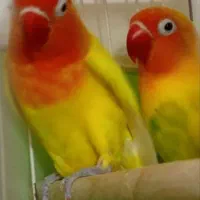 یک جفت کوطوله نر ماده بنده خدا پول لازم هست