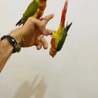 1 جفت جوجه گرینچیک 2 ماهه دونخور فول اکستریم رد