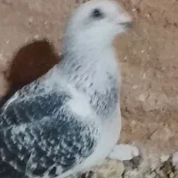 کبوتر شمانی