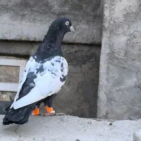 سینه سیاه مقبول درشت|پرنده|مشهد, رضاییه|دیوار