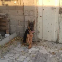 سگ ژرمن بلک و شپرد. واگذاری|سگ|کرج, فاز ۳ گوهردشت|دیوار