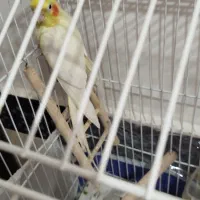 عروس هلندی ماده|پرنده|چناران, |دیوار