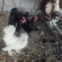 مرغ تزئینی و کرمانشاهی|حیوانات مزرعه|زرند, |دیوار