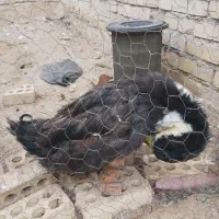 اردک نر رایگان