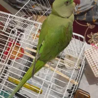 شاه طوطی رام