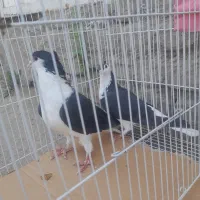 جفت ساده سیاه