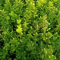 شمشاد طلایی ونعنایی تعداد 1300عدد موجوده|حراج|عباسآباد, |دیوار