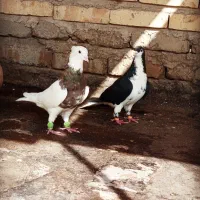 طوقی هفترنگ عتیقه 40سانتی با ساده سیاه واکسی